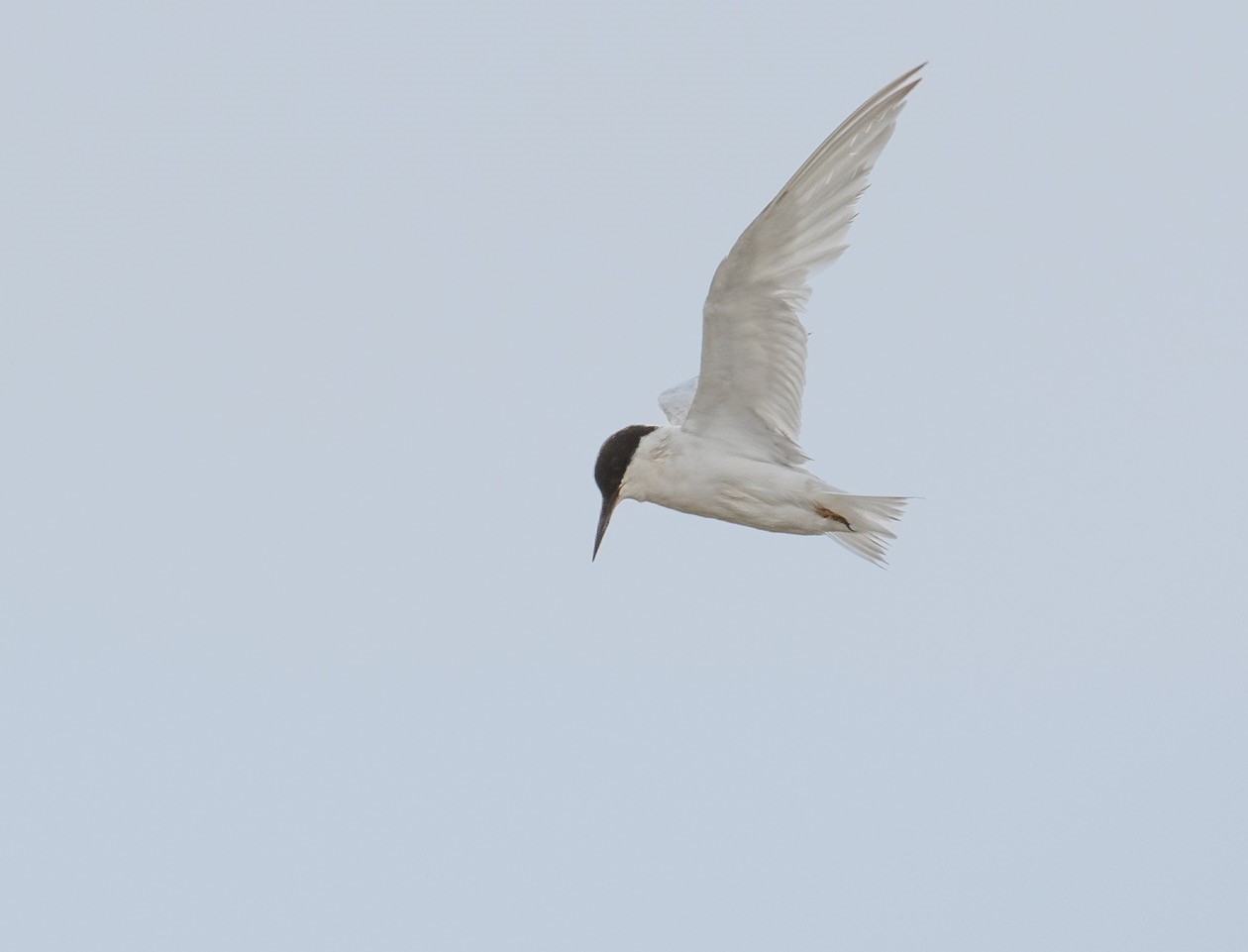 image Damara Tern
